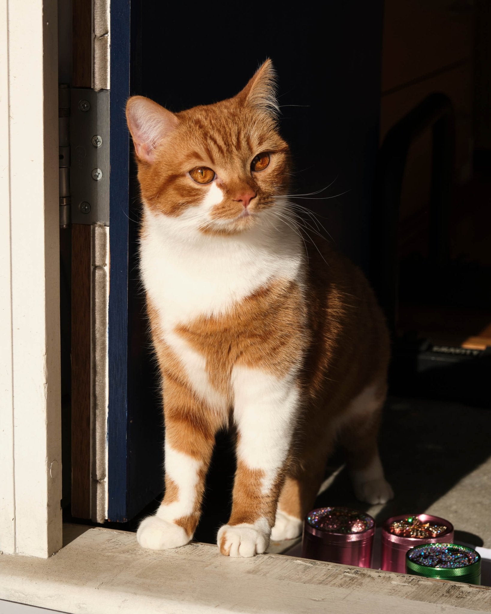 cat with gem decorated grinders